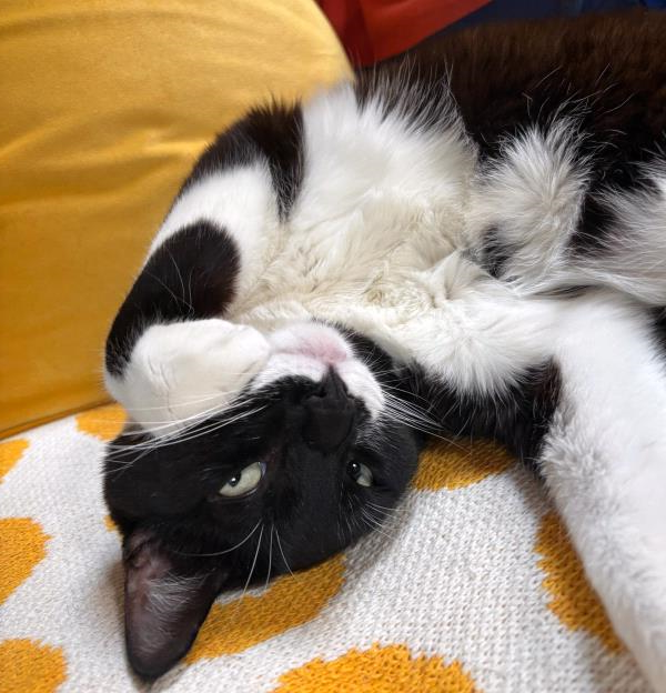 /Images/uploads/The Santa Fe New Mexican/santafepetcontest/entries/33965thumb.jpg